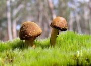 英雄联盟总决赛赛程-鏖战与一锤定音，穆勒的致命一击改写历史