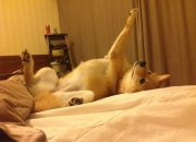 英雄联盟总决赛直播-黄喜灿爆发+丹麦收割，莱比锡红牛的双引擎密码