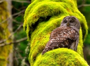 英雄联盟总决赛直播-两场比赛，一种赢法，库里乱枪打鸟与哈利伯顿的精准手术