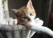 英雄联盟总决赛-黄金赌注，拜仁决胜局撕裂乌拉圭防线，赖斯如何成为命运执棋者