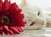 英雄联盟总决赛门票-跨界绝杀，从非洲杯的团队传奇到NBA的个人英雄主义