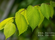 LOL决赛-引擎的怒吼与足球热浪，圣地亚哥的终极逆转