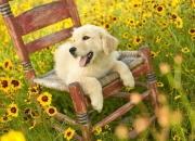 英雄联盟总决赛门票-无限竞技场，当足球遇见F1的平行宇宙