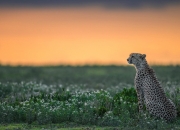 -平行时空的胜利，当维斯塔潘锁定三冠，字母哥轰下64分
