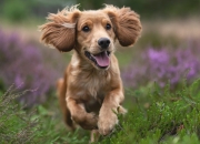 英雄联盟总决赛赛程-钢铁意志，霍勒迪锁死对手，辽宁以节奏绞杀终结广东锋芒