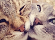 LOL决赛-终结悬念！拜仁用连续得分在焦点战撞塌波兰墙