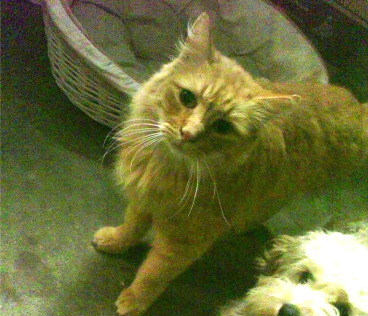 死神降临与东方巨龙的叹息,杜兰特关键节点连续得分,活塞最后时刻绝杀上海队