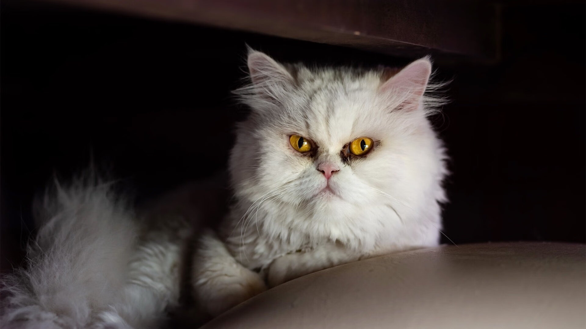 双重奏,从汉普顿到维拉公园,一场关于信念的足球叙事