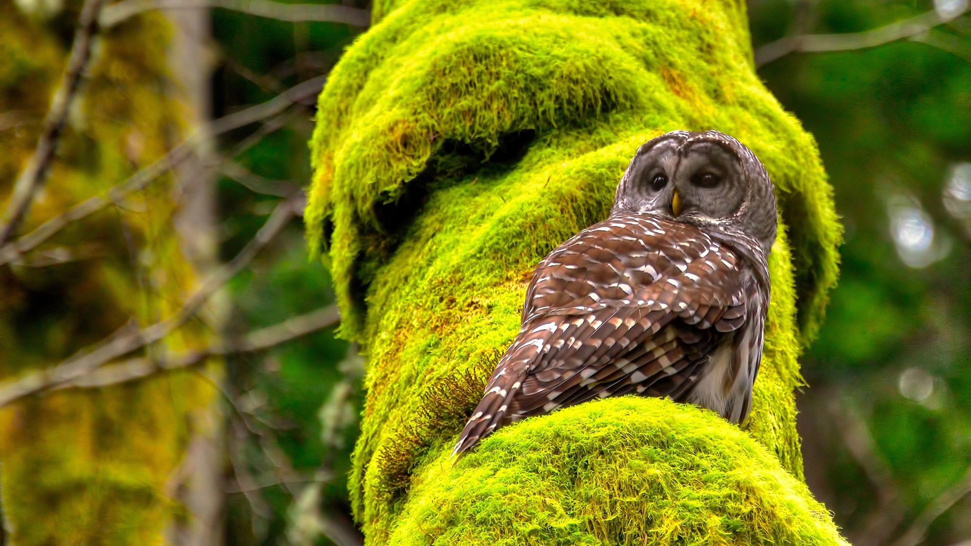 两场比赛,一种赢法,库里乱枪打鸟与哈利伯顿的精准手术