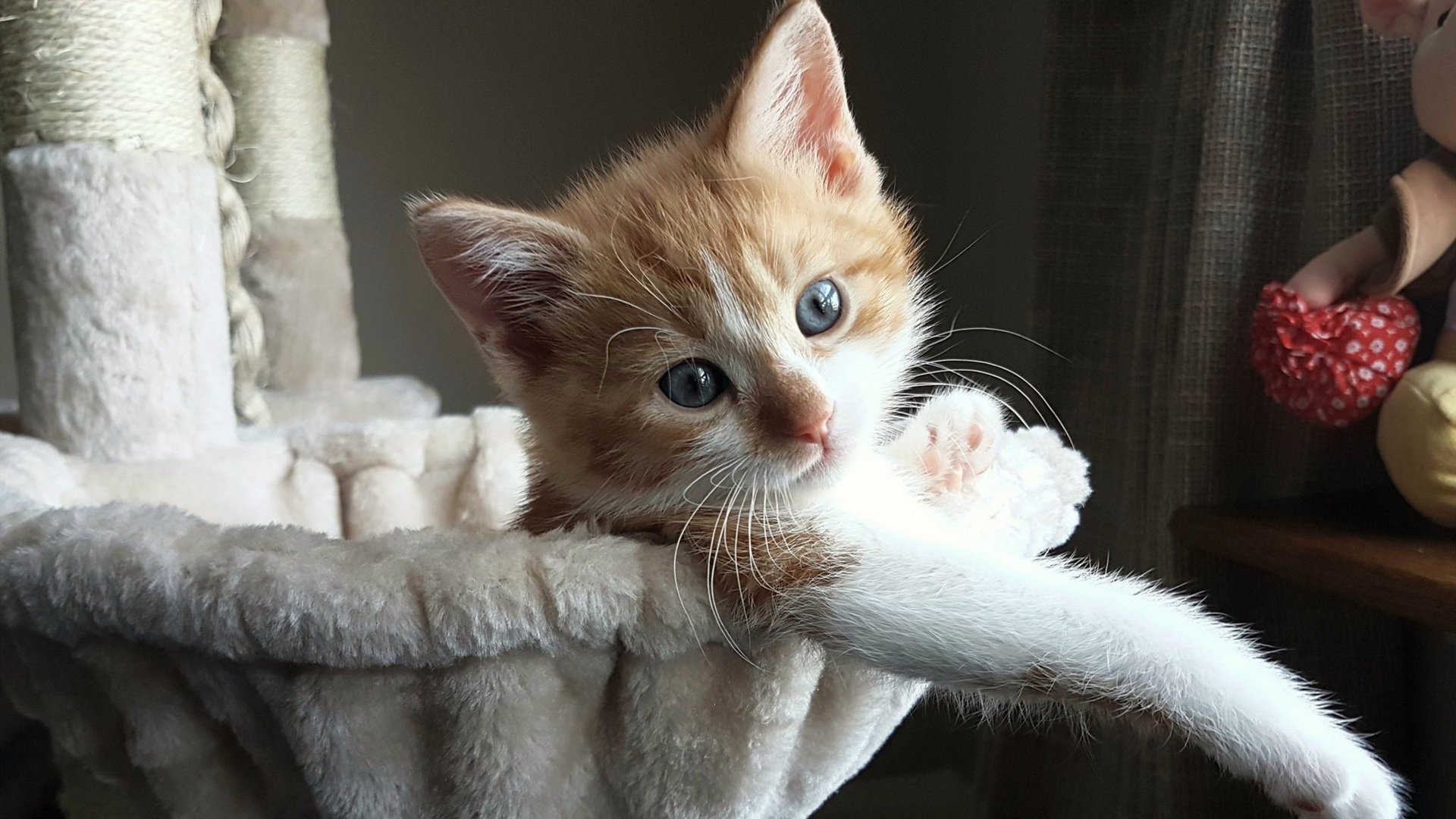 黄金赌注,拜仁决胜局撕裂乌拉圭防线,赖斯如何成为命运执棋者