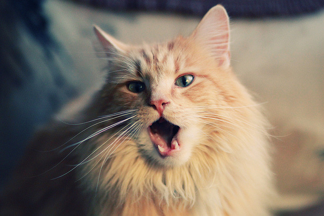 虚拟世界的交锋,当广厦在篮球元宇宙淘汰篮网,切特的数据爆炸预示着什么?