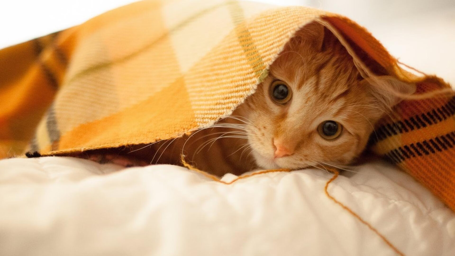 24小时内,两种足球,从生死战到王者接管