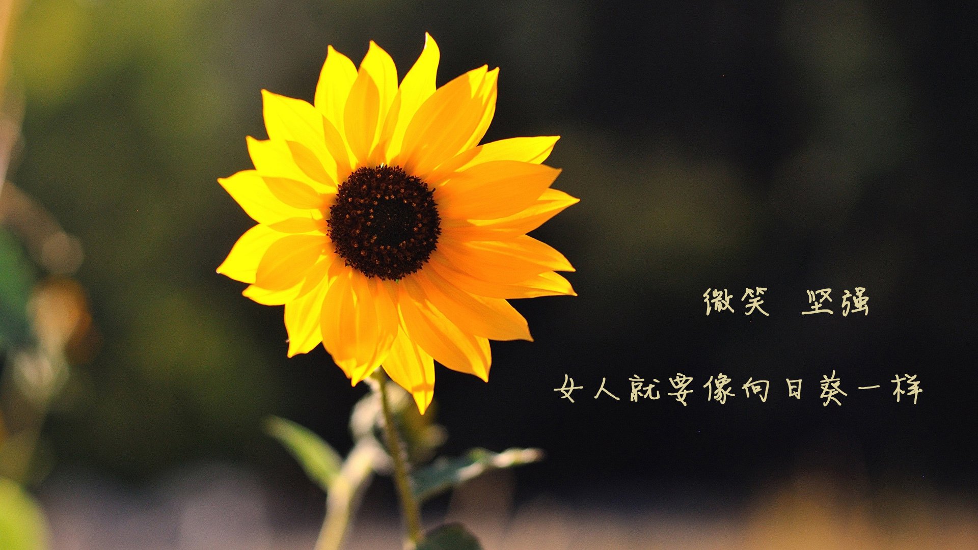 黑马嘶鸣，莫兰特三秒绝杀，森林狼踏碎魔术晋级路