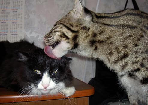 终极舞台,贝蒂斯的异乡史诗与日本武士的抢七封神