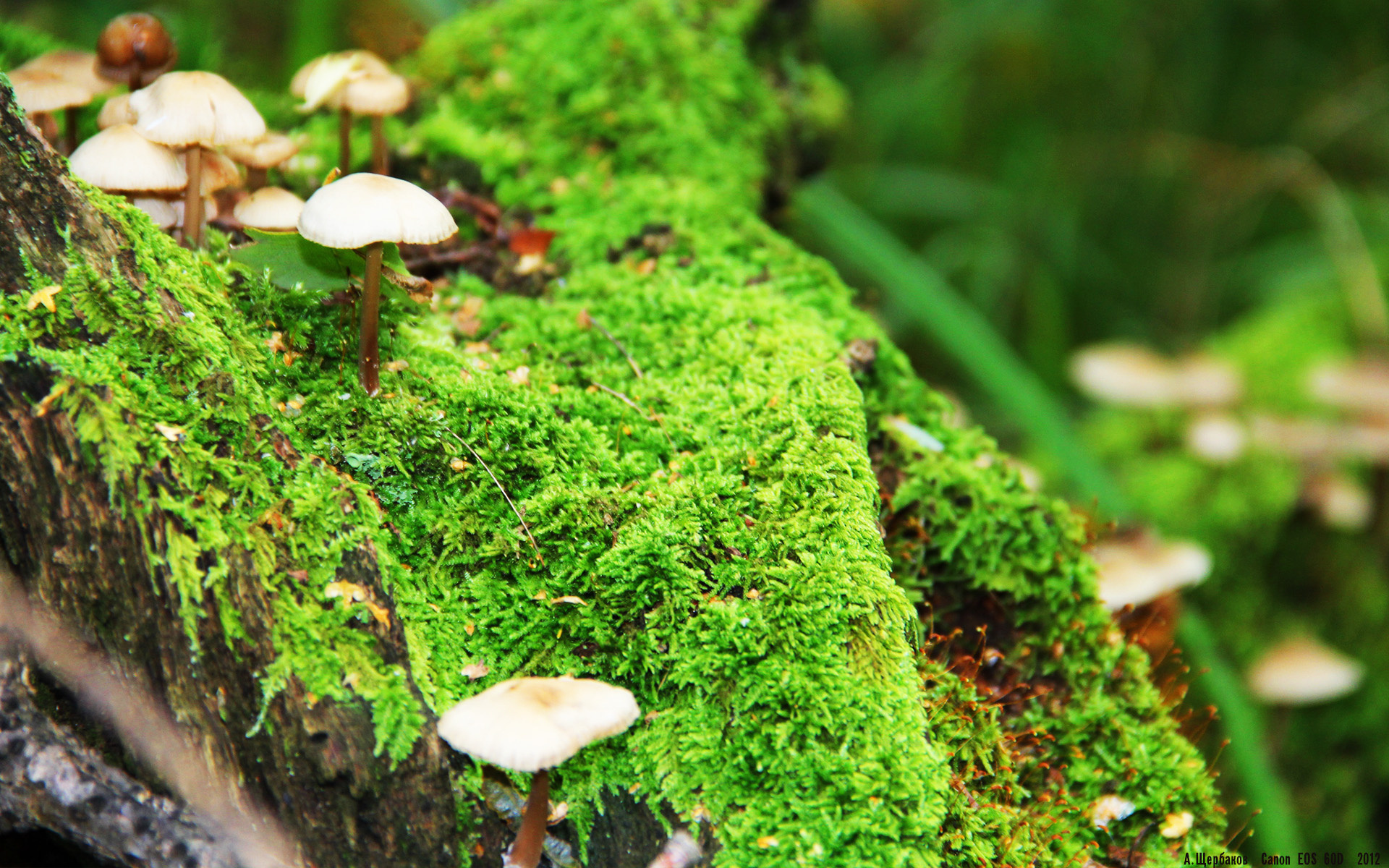 双线解析，维尼修斯如何用节奏撕裂防线，新西兰战术如何压制洪都拉斯