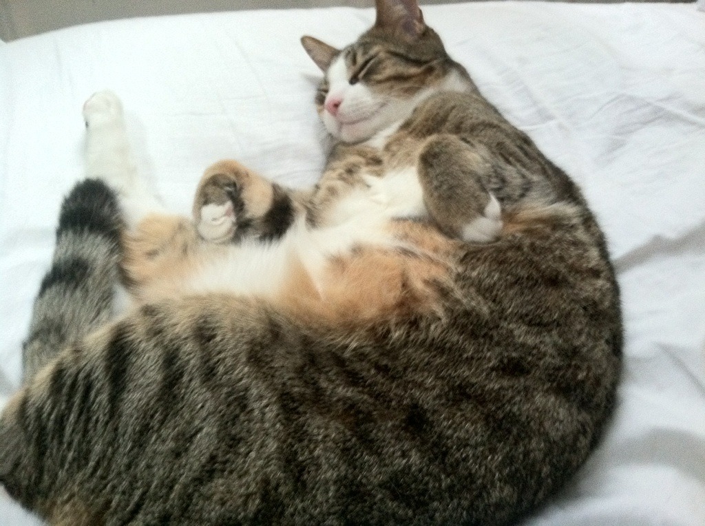 东方堡垒陷落之夜,当费城的风浪撞碎海上神话,字母哥已在彼岸掀起狂澜