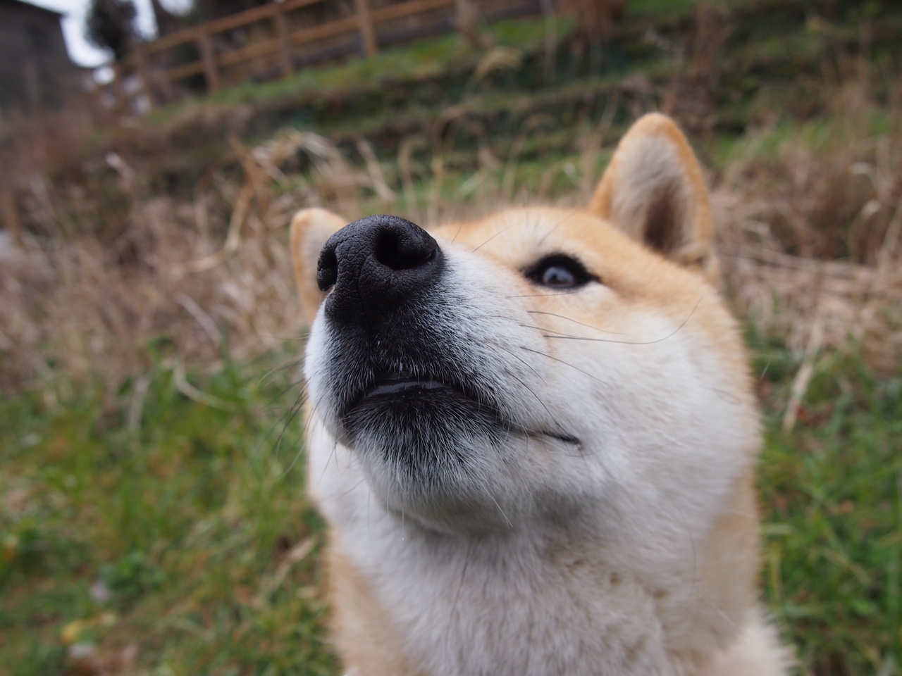 东契奇终场绝杀,公牛险胜奇才,关键先生改写比赛结局