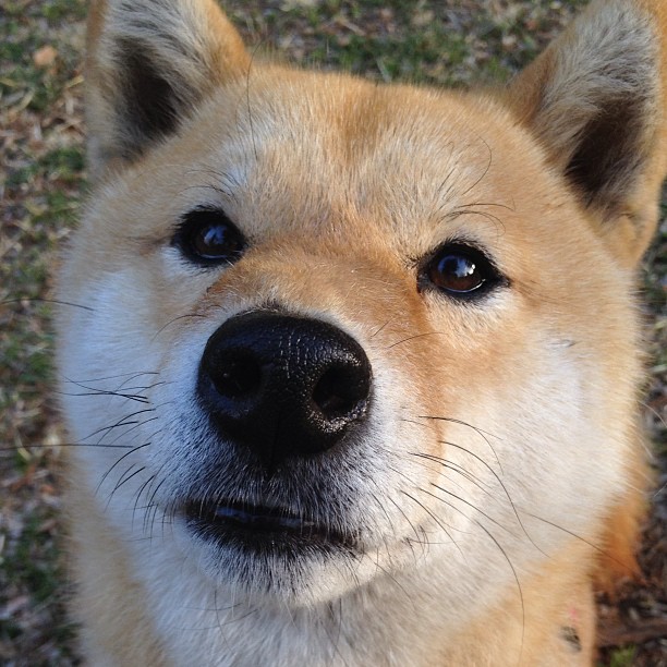 铁血伊萨克攻防两端实现绝对统治,巴黎圣日耳曼加时鏖战力克阿尔及利亚劲旅