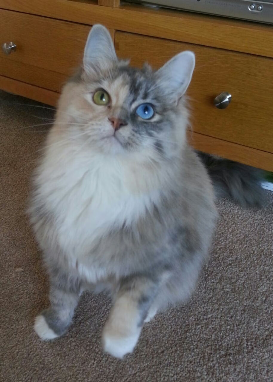 当飓风撞上山岳,德布劳内爆发之夜,爱尔兰如何用意志逆转命运