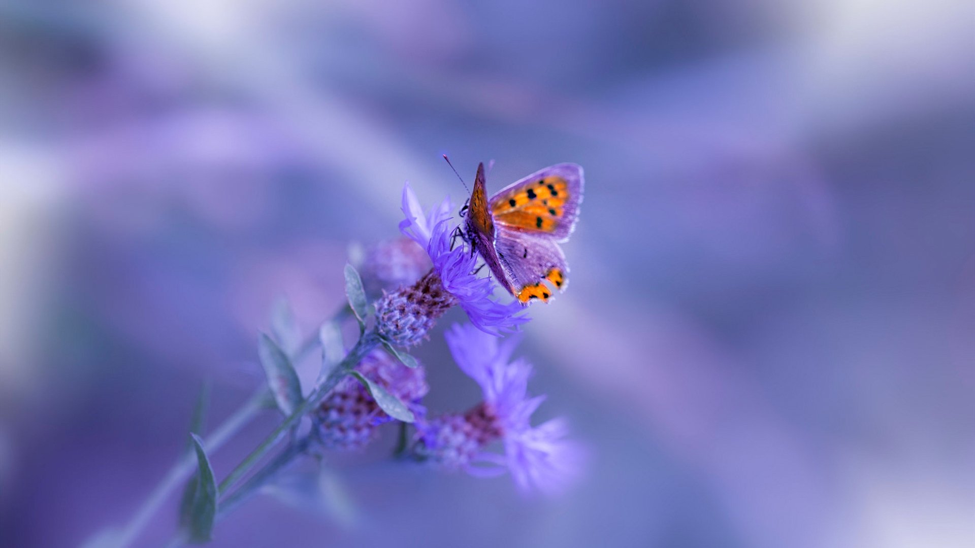 非洲大陆的历史性一刻！戈麦斯手术刀般切割，加纳强势攻克北欧堡垒芬兰