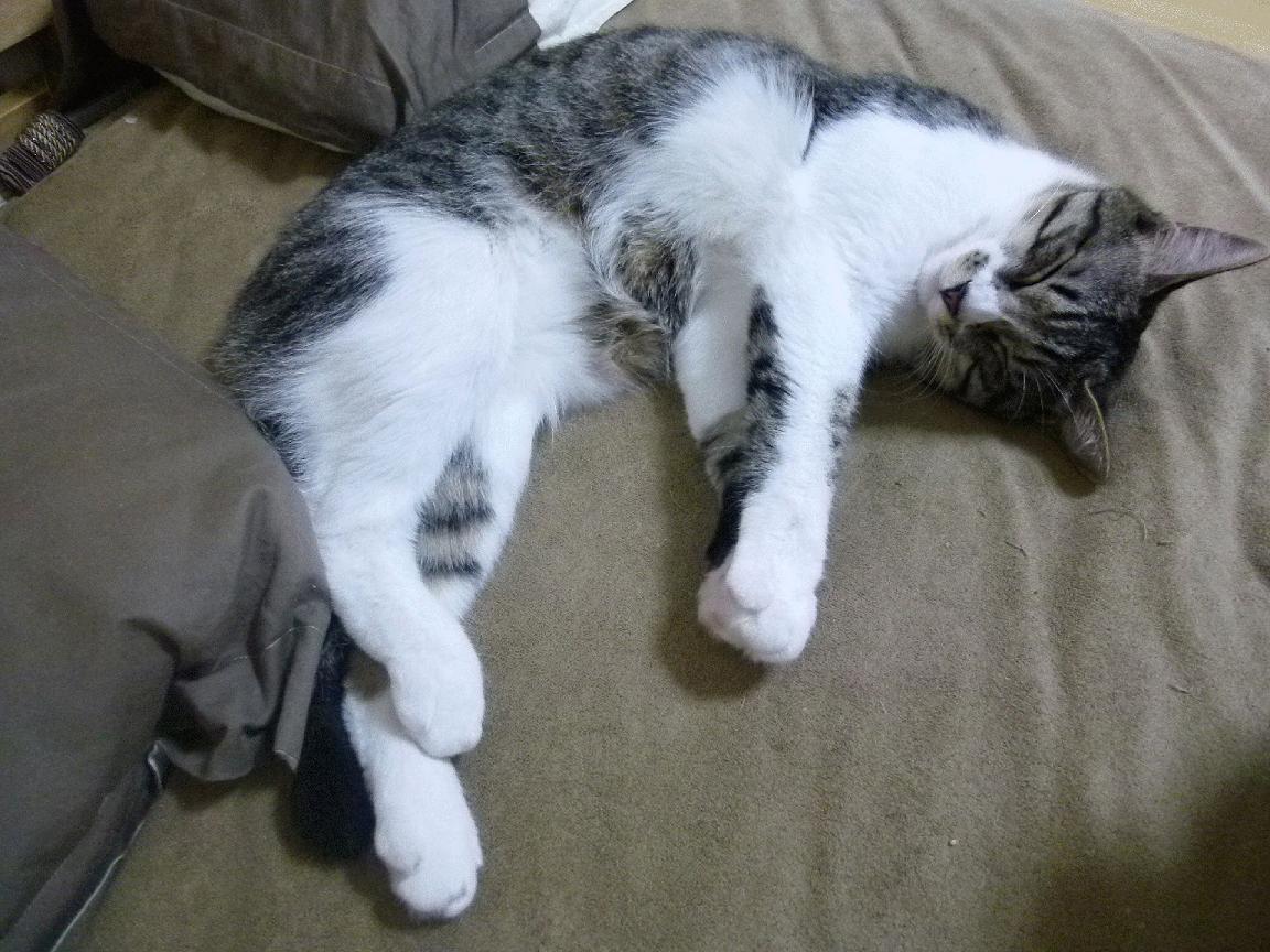 末节风云,凯尔特人绝地逆袭,英格拉姆终场救赎奠定关键先生之名