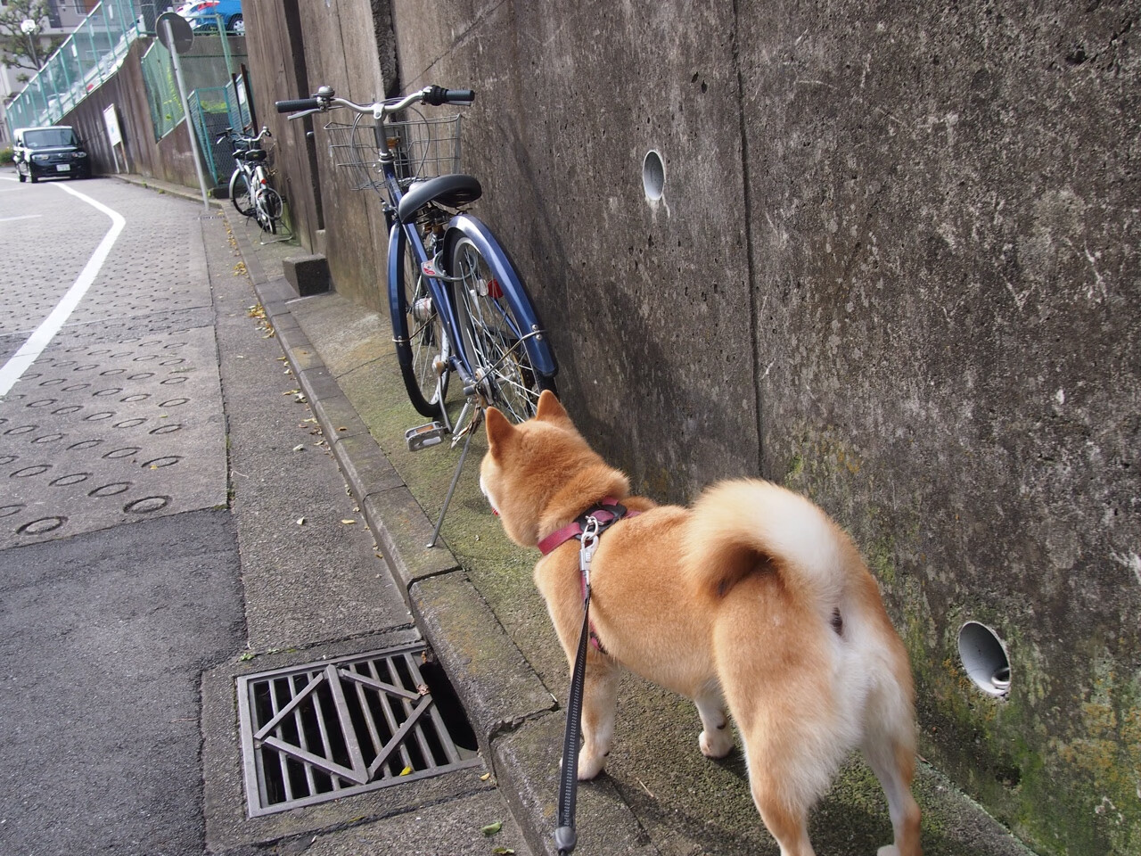 文艺复兴保险柜,帕尔默如何用艺术守卫瑞士的永恒