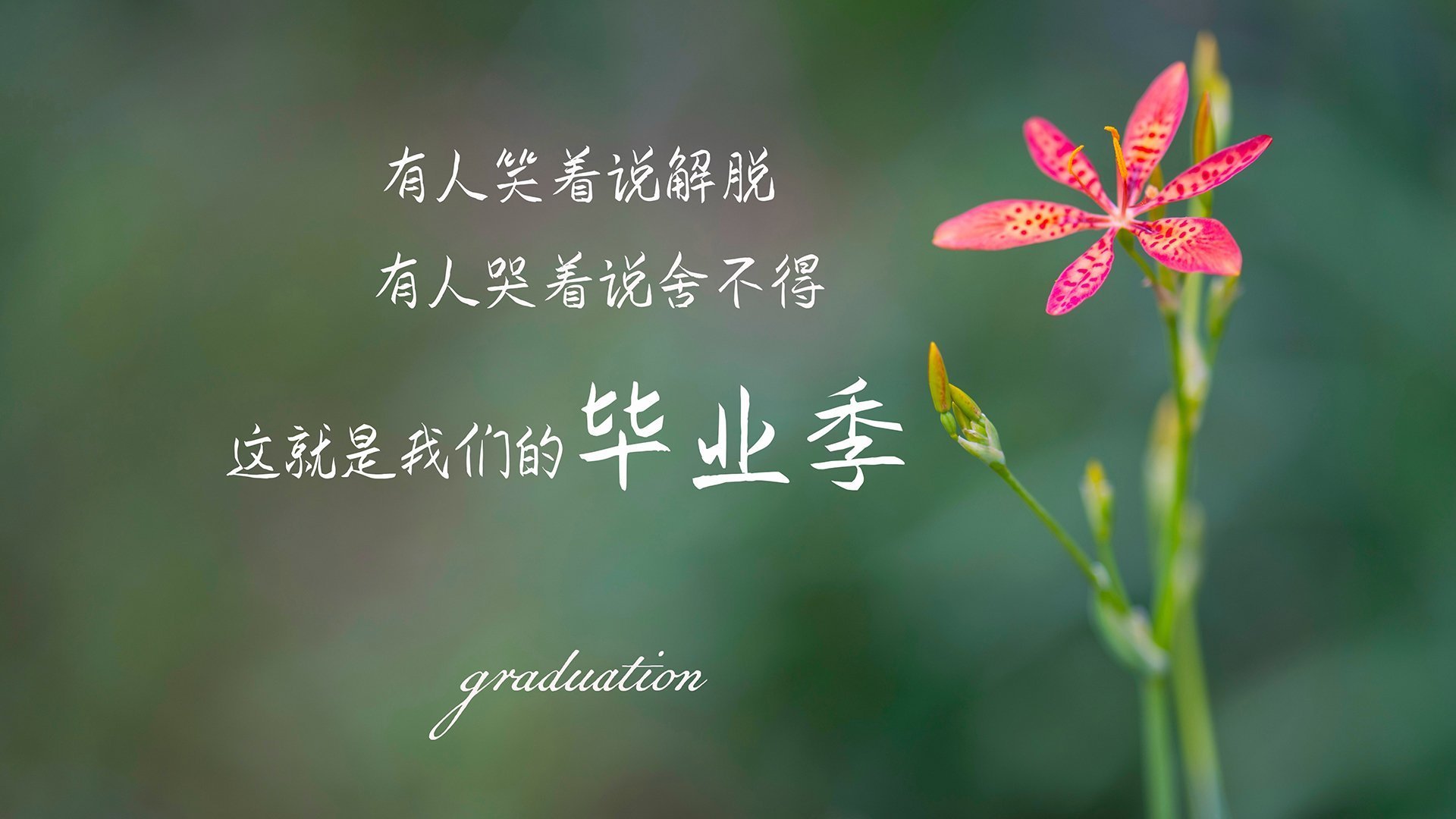 虚拟穹顶，当杜兰特在世界排名决战中接管比赛，掘金横扫公牛成背景代码