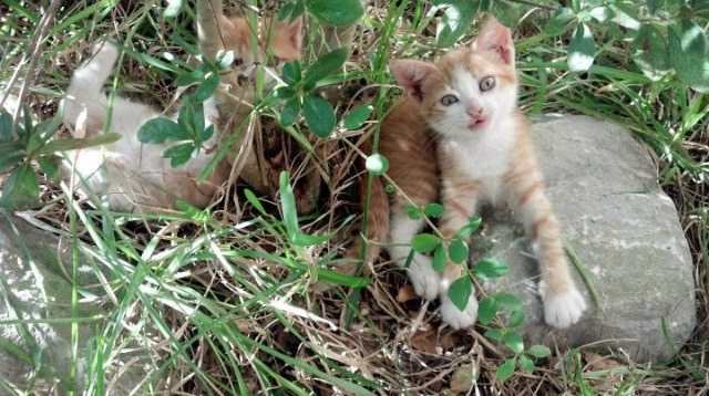 南美猎豹的致命一击,坎塞洛与替补奇兵联手,厄瓜多尔在2026世界杯A组焦点战中完胜澳大利亚